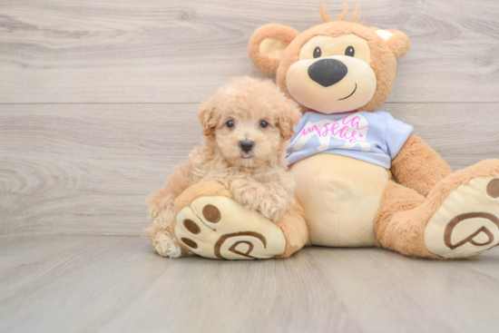 Friendly Maltipoo Baby