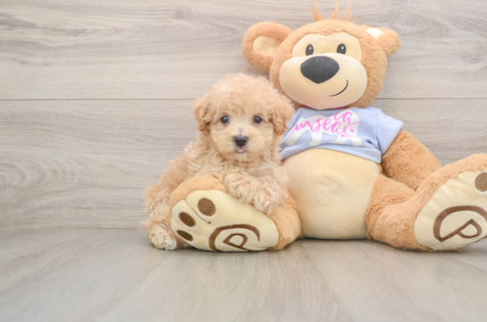 Friendly Maltipoo Baby