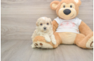 Little Multipoo Poodle Mix Puppy
