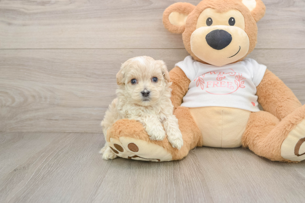 Little Multipoo Poodle Mix Puppy