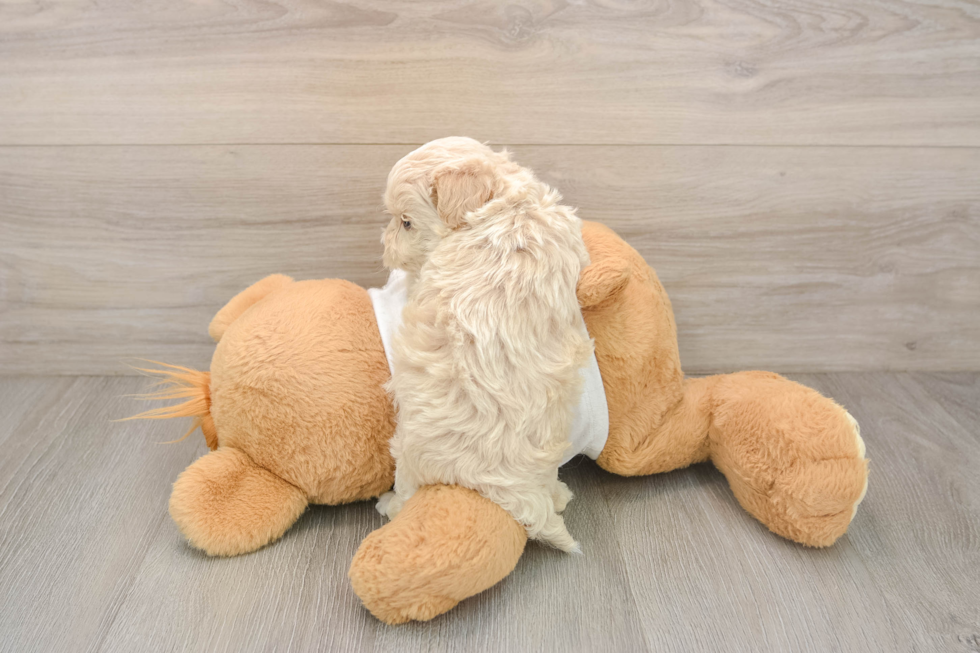 Best Maltipoo Baby