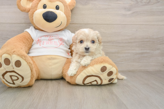 Best Maltipoo Baby