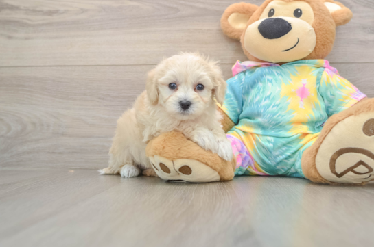 Maltipoo Puppy for Adoption