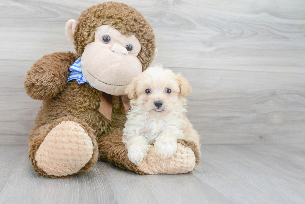 Maltipoo Puppy for Adoption