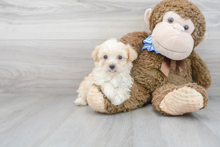 Best Maltipoo Baby