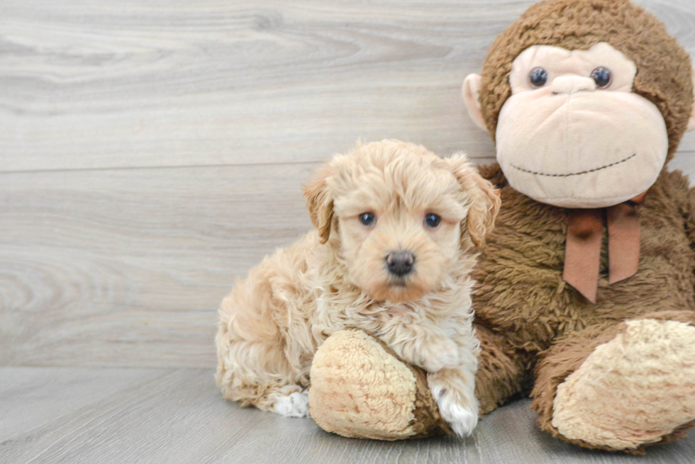 Sweet Maltipoo Baby