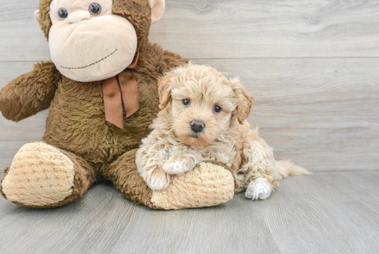 Small Maltipoo Baby