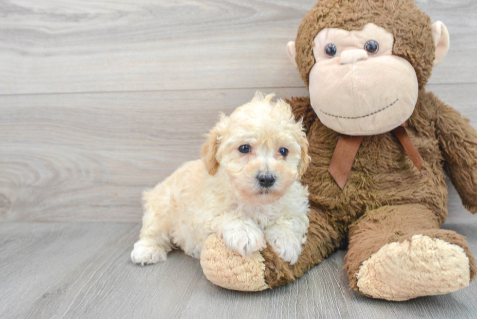 Cute Maltipoo Baby