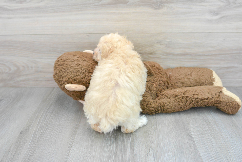 Maltipoo Pup Being Cute