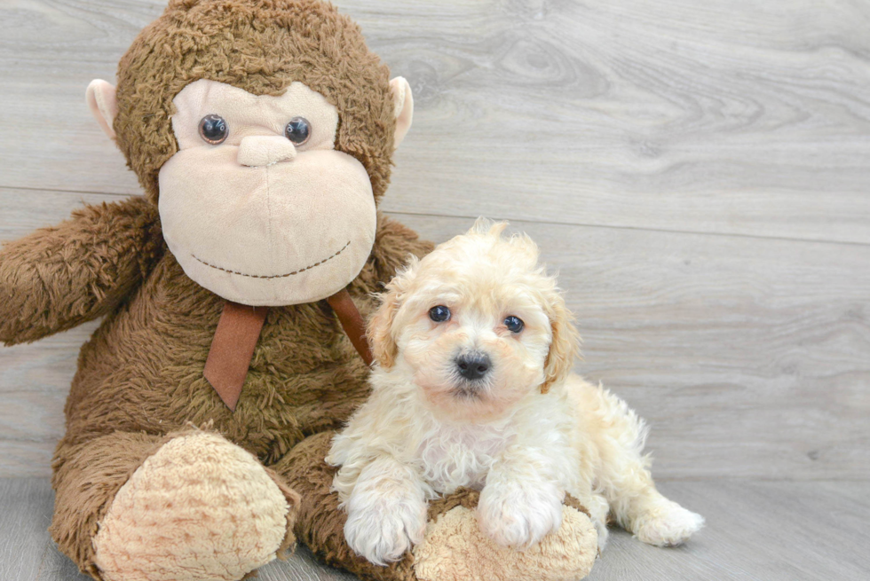 Best Maltipoo Baby