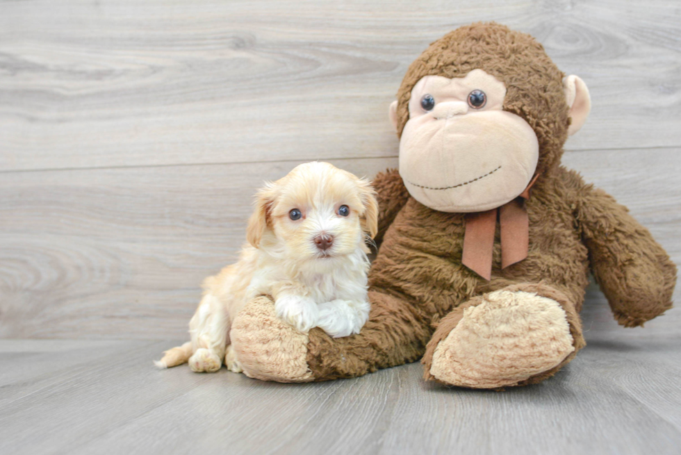 Best Maltipoo Baby