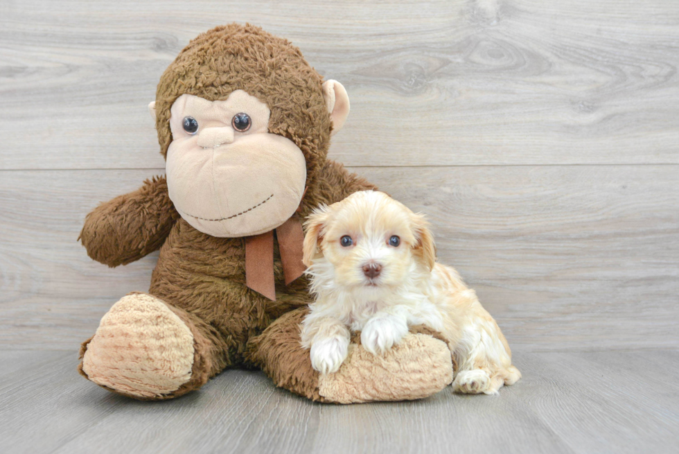 Best Maltipoo Baby