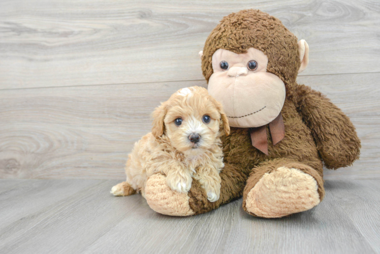 Friendly Maltipoo Baby