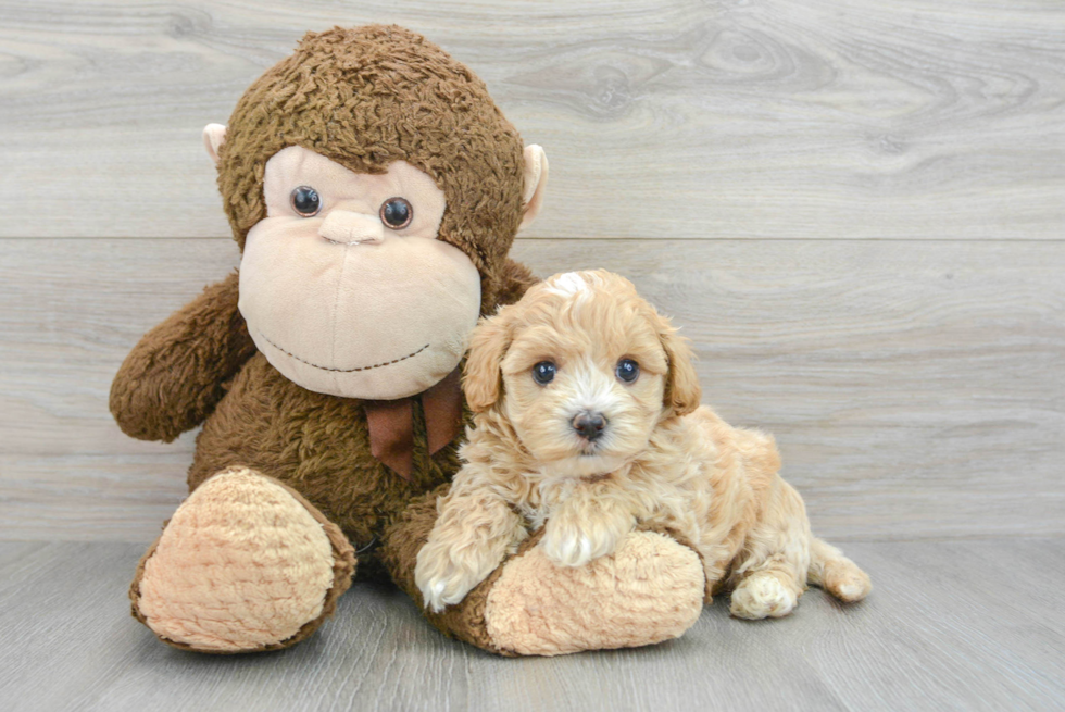 Fluffy Maltipoo Poodle Mix Pup