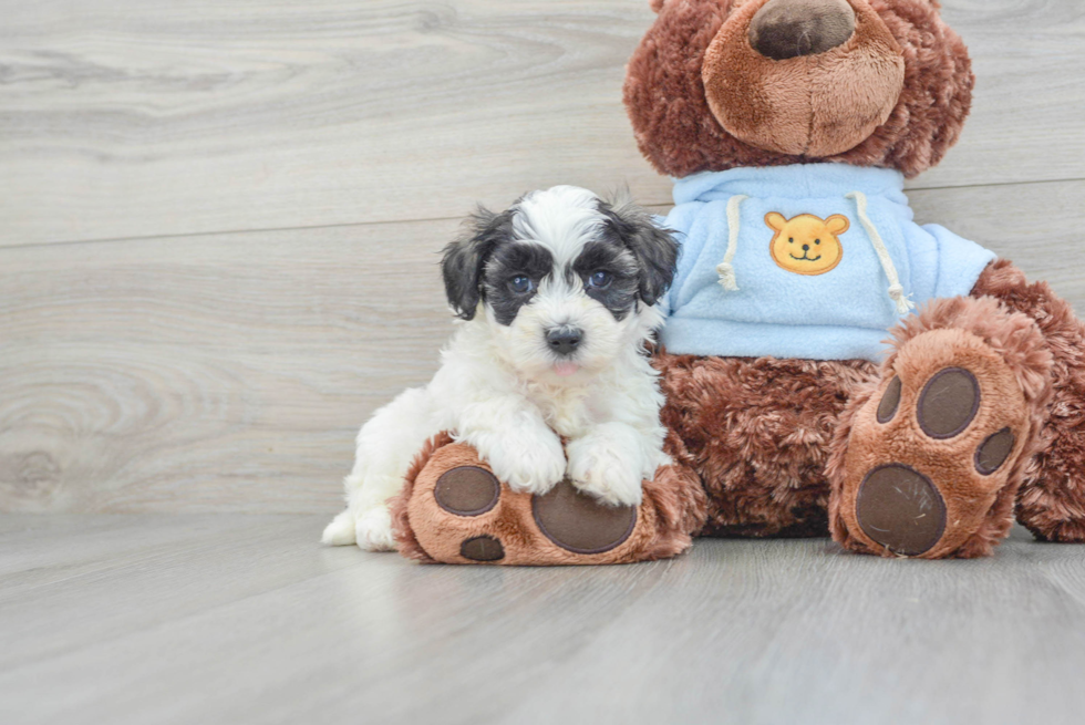 Small Maltipoo Baby