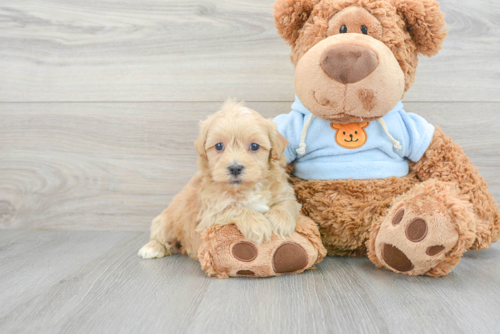 Playful Maltepoo Poodle Mix Puppy