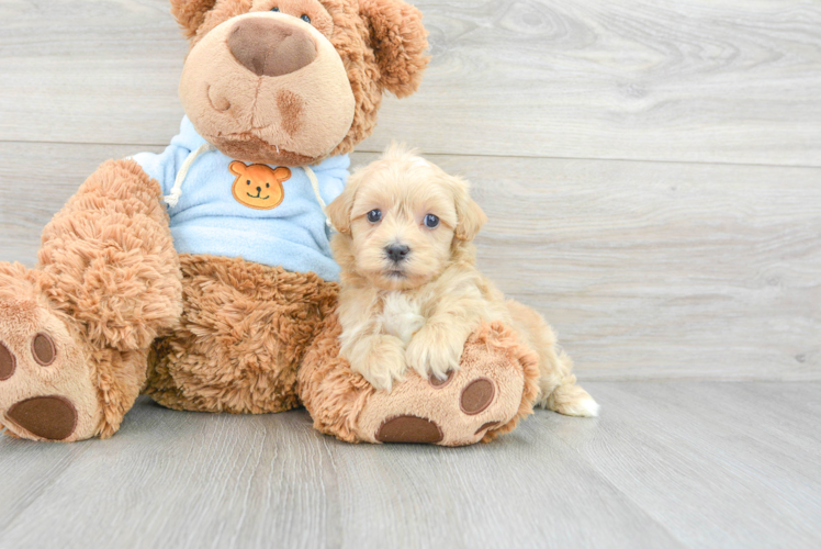 Best Maltipoo Baby