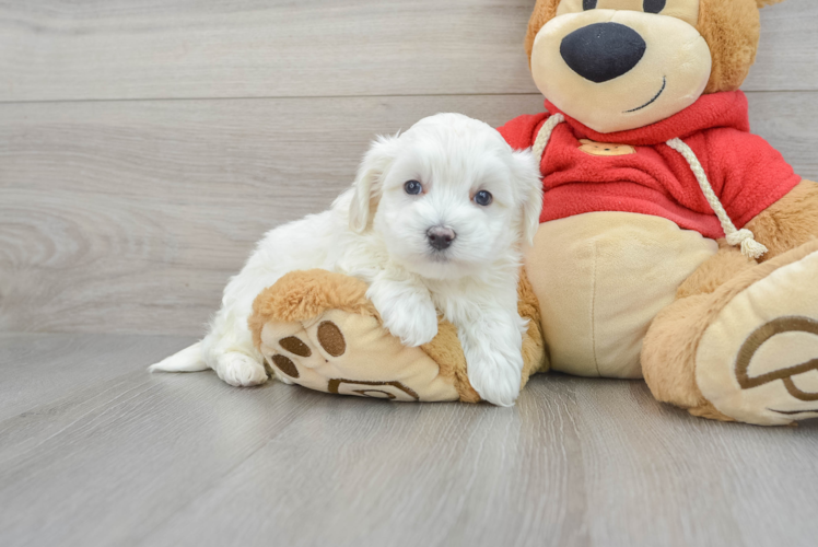 Playful Maltepoo Poodle Mix Puppy