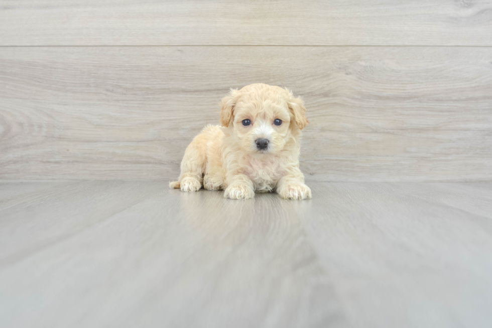 Sweet Maltipoo Baby