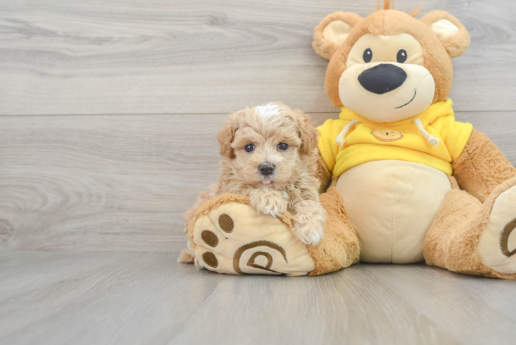 Maltipoo Pup Being Cute