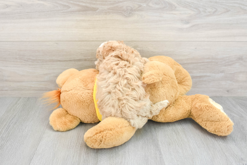 Little Maltese Poodle Poodle Mix Puppy