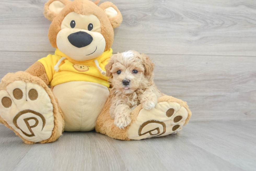 Happy Maltipoo Baby