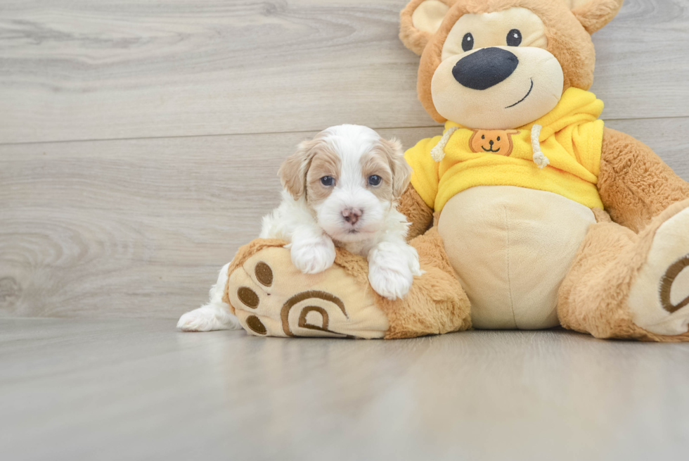 Maltipoo Pup Being Cute