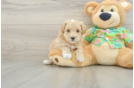 Best Maltipoo Baby