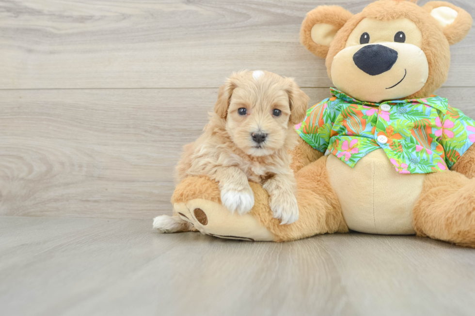 Best Maltipoo Baby