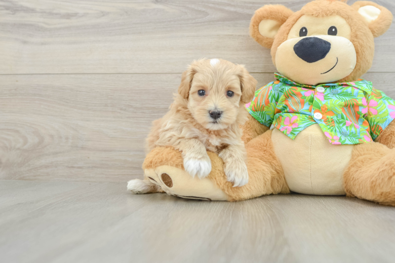 Meet Cheerio - our Maltipoo Puppy Photo 1/4 - Premier Pups
