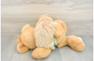Smart Maltipoo Poodle Mix Pup