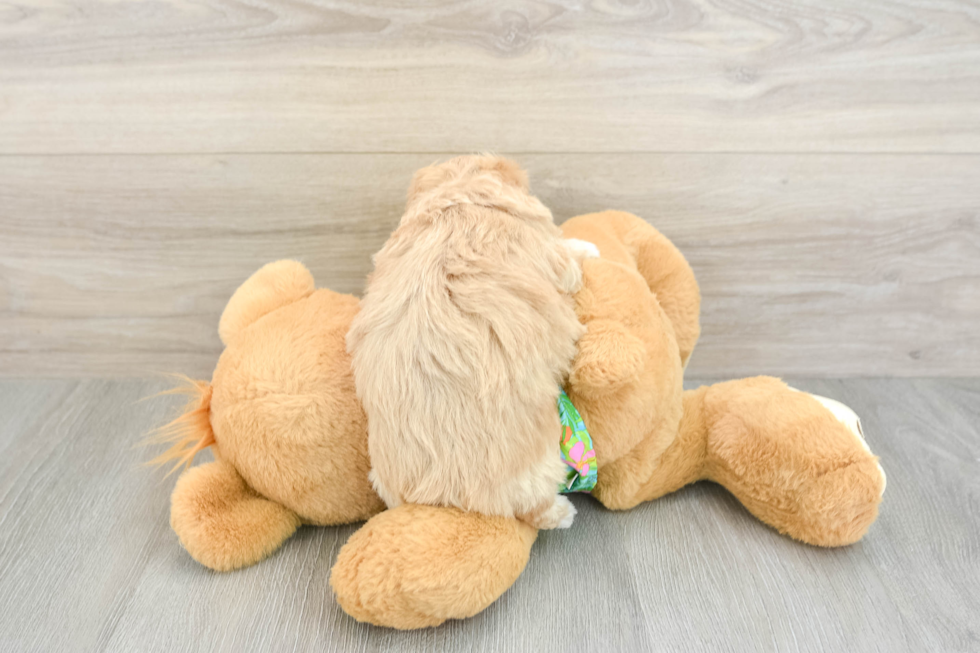 Smart Maltipoo Poodle Mix Pup