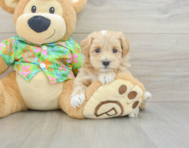 7 week old Maltipoo Puppy For Sale - Premier Pups