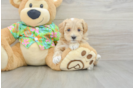 Maltipoo Puppy for Adoption