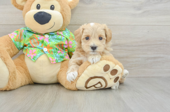 Maltipoo Puppy for Adoption