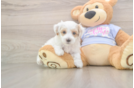 Happy Maltipoo Baby