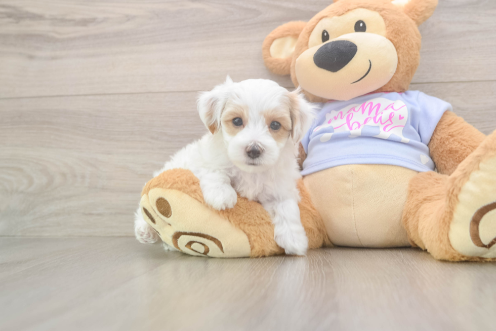 Happy Maltipoo Baby