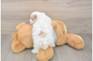 Cute Maltipoo Baby