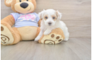 Fluffy Maltipoo Poodle Mix Pup