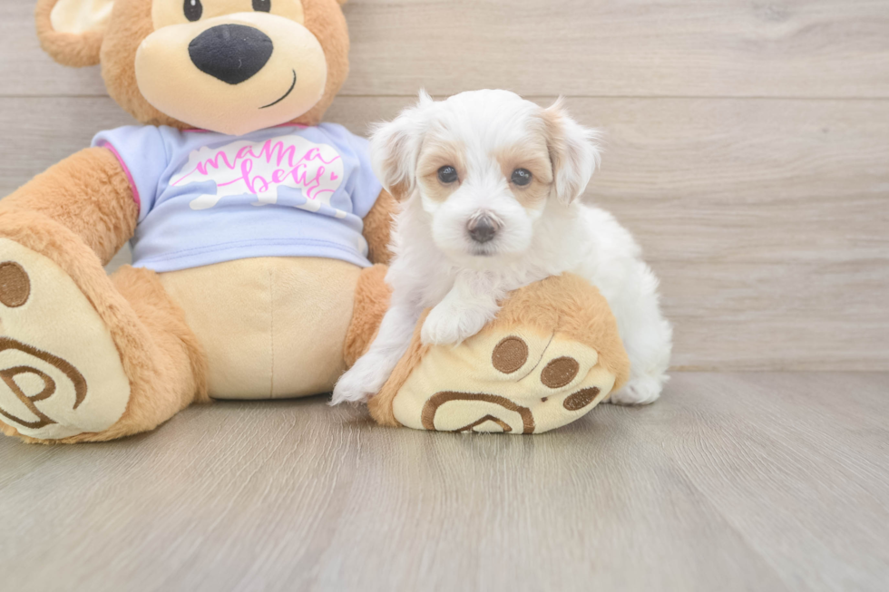 Fluffy Maltipoo Poodle Mix Pup
