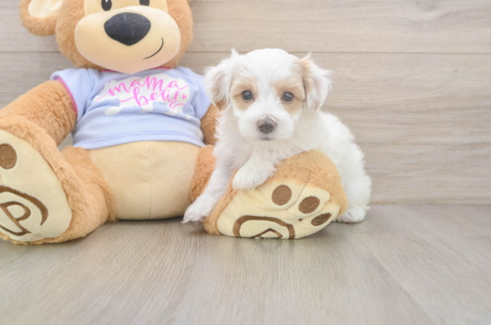 Fluffy Maltipoo Poodle Mix Pup