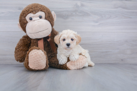 Maltipoo Pup Being Cute