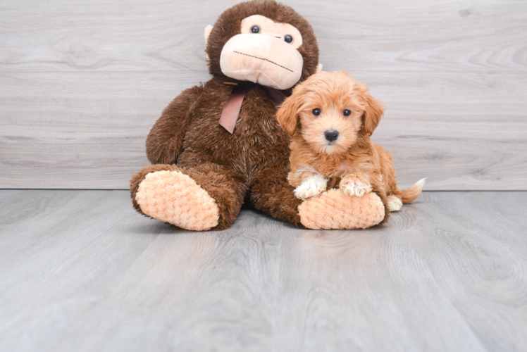 Popular Maltipoo Poodle Mix Pup