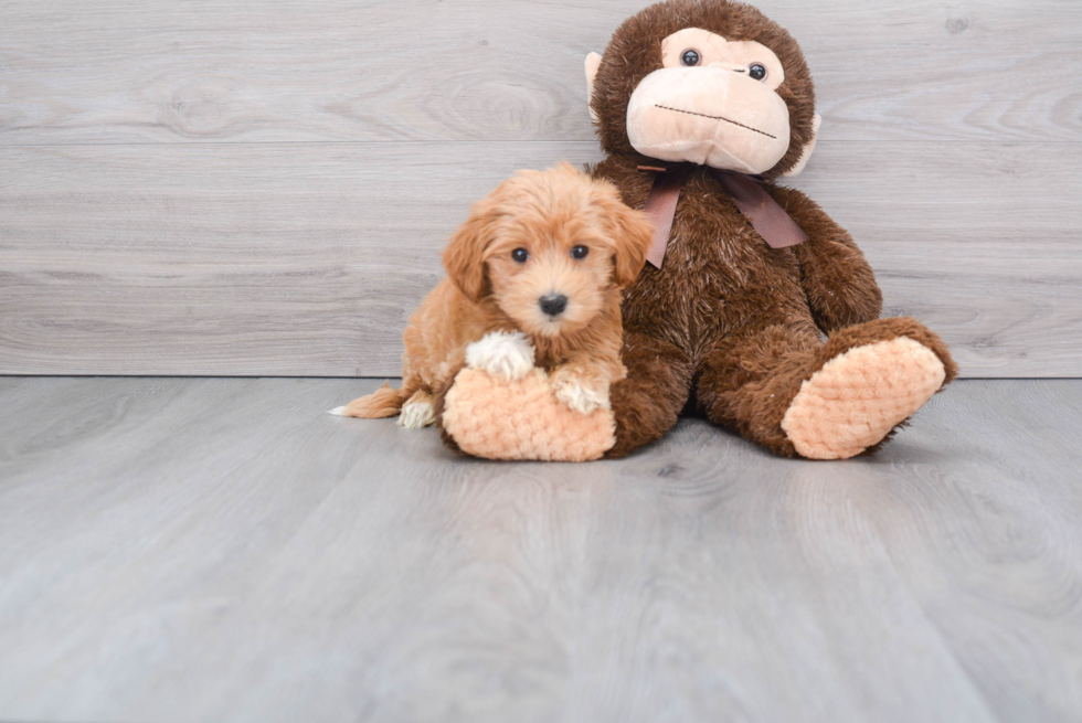 Funny Maltipoo Poodle Mix Pup