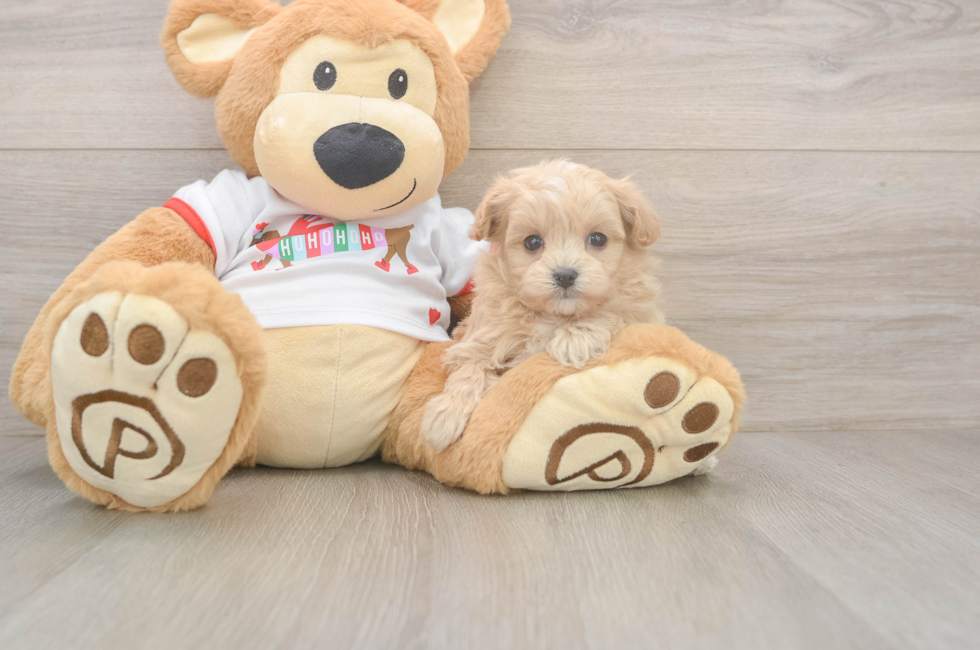 5 week old Maltipoo Puppy For Sale - Premier Pups