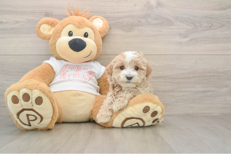 Funny Maltipoo Poodle Mix Pup