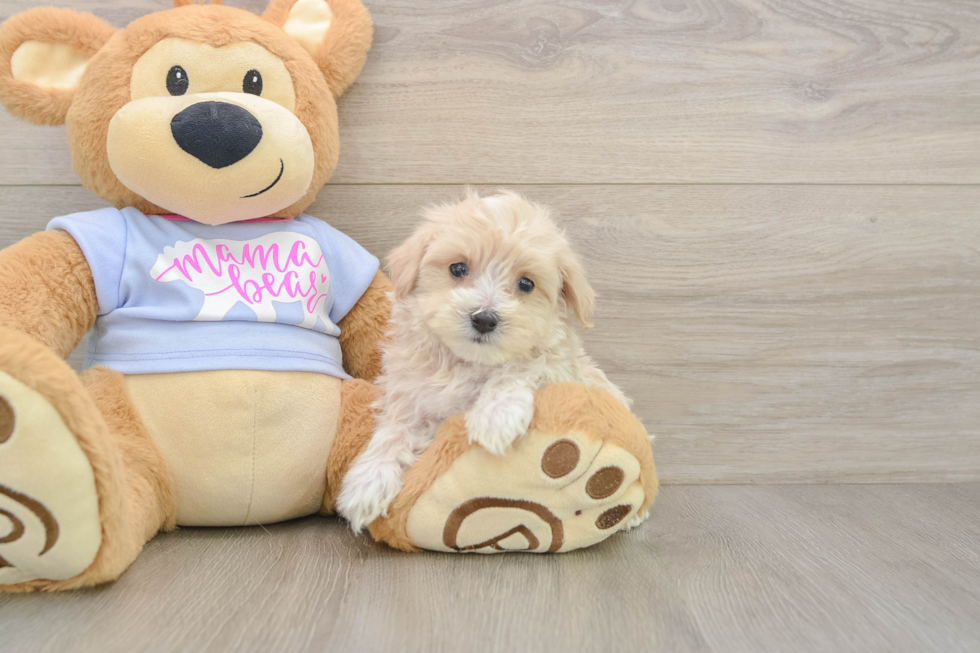 Maltipoo Pup Being Cute