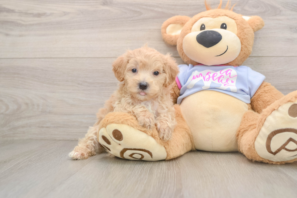 Hypoallergenic Maltese Poodle Poodle Mix Puppy
