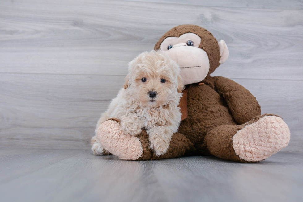 Cute Maltipoo Baby