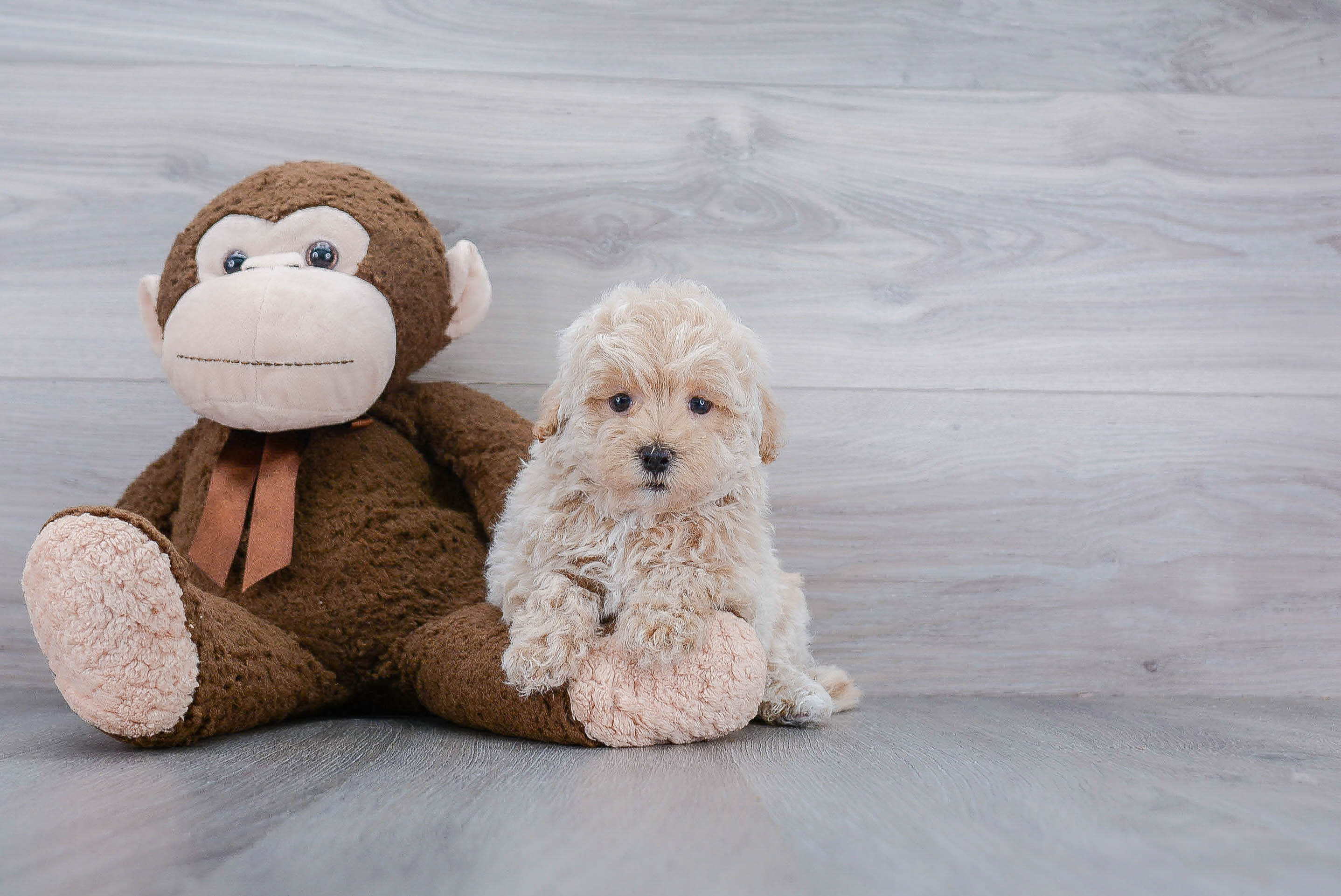 Maltipoo Pup Being Cute